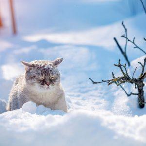Tiesa apie kates žiemą: kada iš tikrųjų kailio šilumai nepakanka?