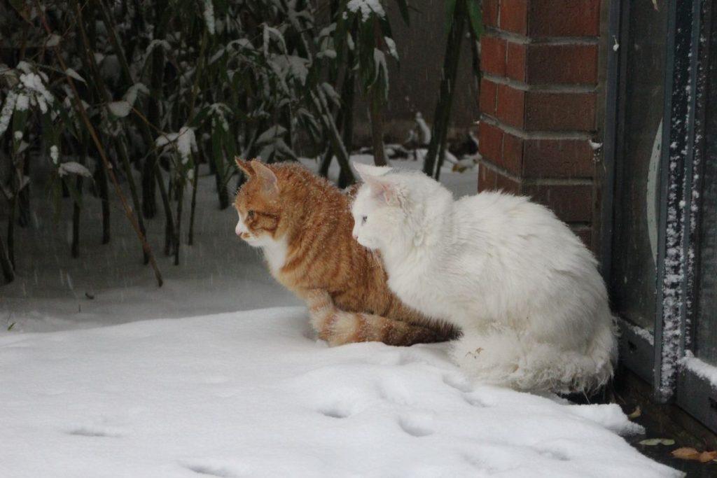 Tiesa apie kates žiemą: kada iš tikrųjų kailio šilumai nepakanka? Kaip padėti benamėms katėms