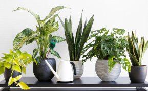 TOP trąšos, dėl kurių jūsų kambariniai augalai atrodys kaip iš katalogo!