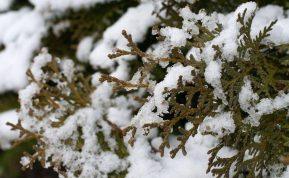 Žalia tvora be skylių pavasarį: viena žiemos klaida gali sunaikinti jūsų tujas