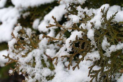 Žalia tvora be skylių pavasarį: viena žiemos klaida gali sunaikinti jūsų tujas