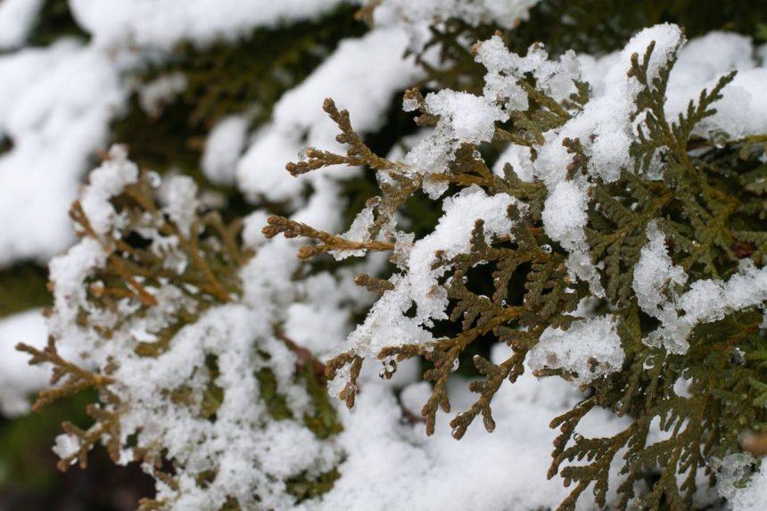 Žalia tvora be skylių pavasarį: viena žiemos klaida gali sunaikinti jūsų tujas