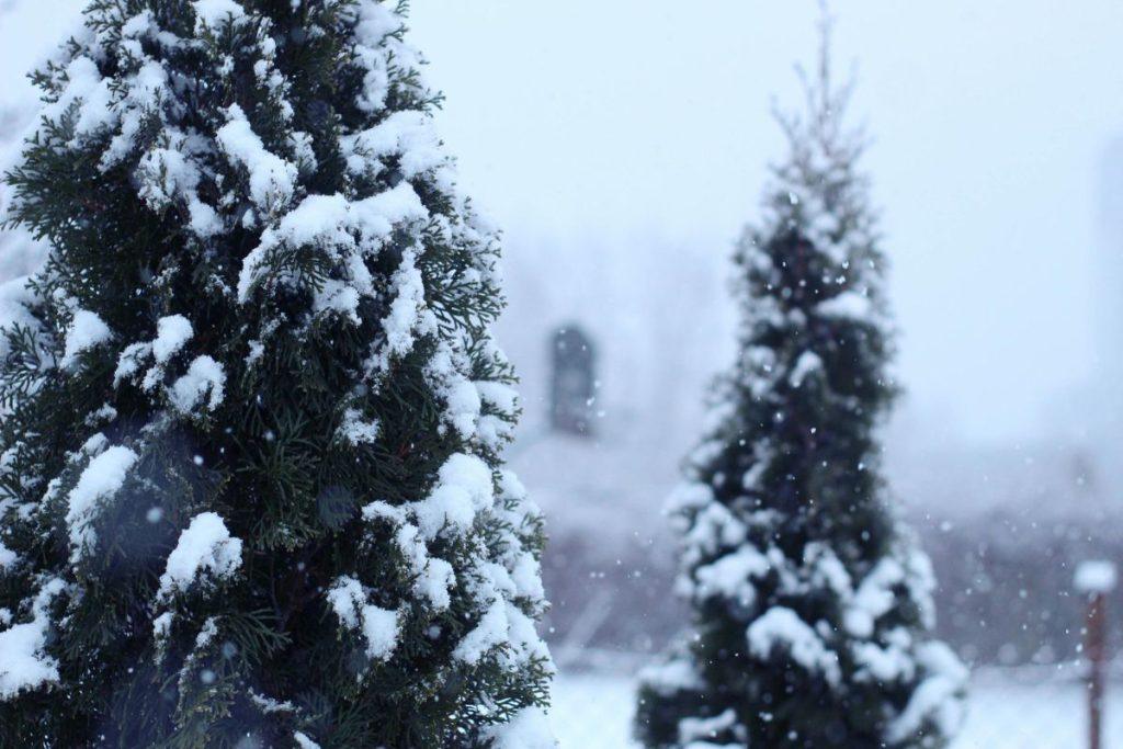 Žalia tvora be skylių pavasarį: viena žiemos klaida gali sunaikinti jūsų tujas. Kada žiemą tujos tikrai ištvermingos?
