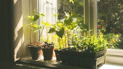 Daržas ant palangės ir balkone ištisus metus: ką verta auginti ir kaip išvengti dažnų klaidų