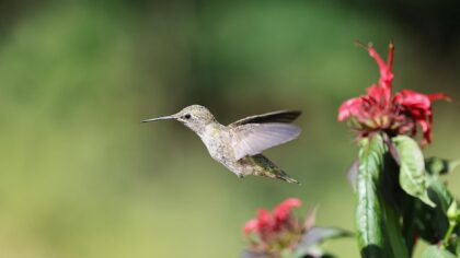 Mažiausias paukštis Žemėje: kaip gyvena kolibris nykštukas ir kodėl jis toks ypatingas