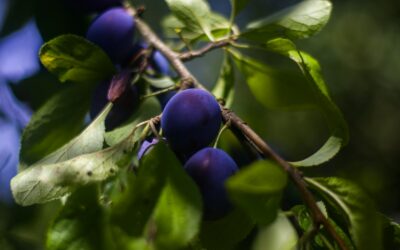Slyvų priežiūra vasarą ir rudenį: kaip išvengti šakų lūžimo ir užsitikrinti derlingą kitą sezoną