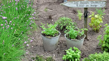 Žolelių daržas prie namų: nuo ko pradėti ir kokias prieskonines kultūras rinktis Lietuvos klimato sąlygomis